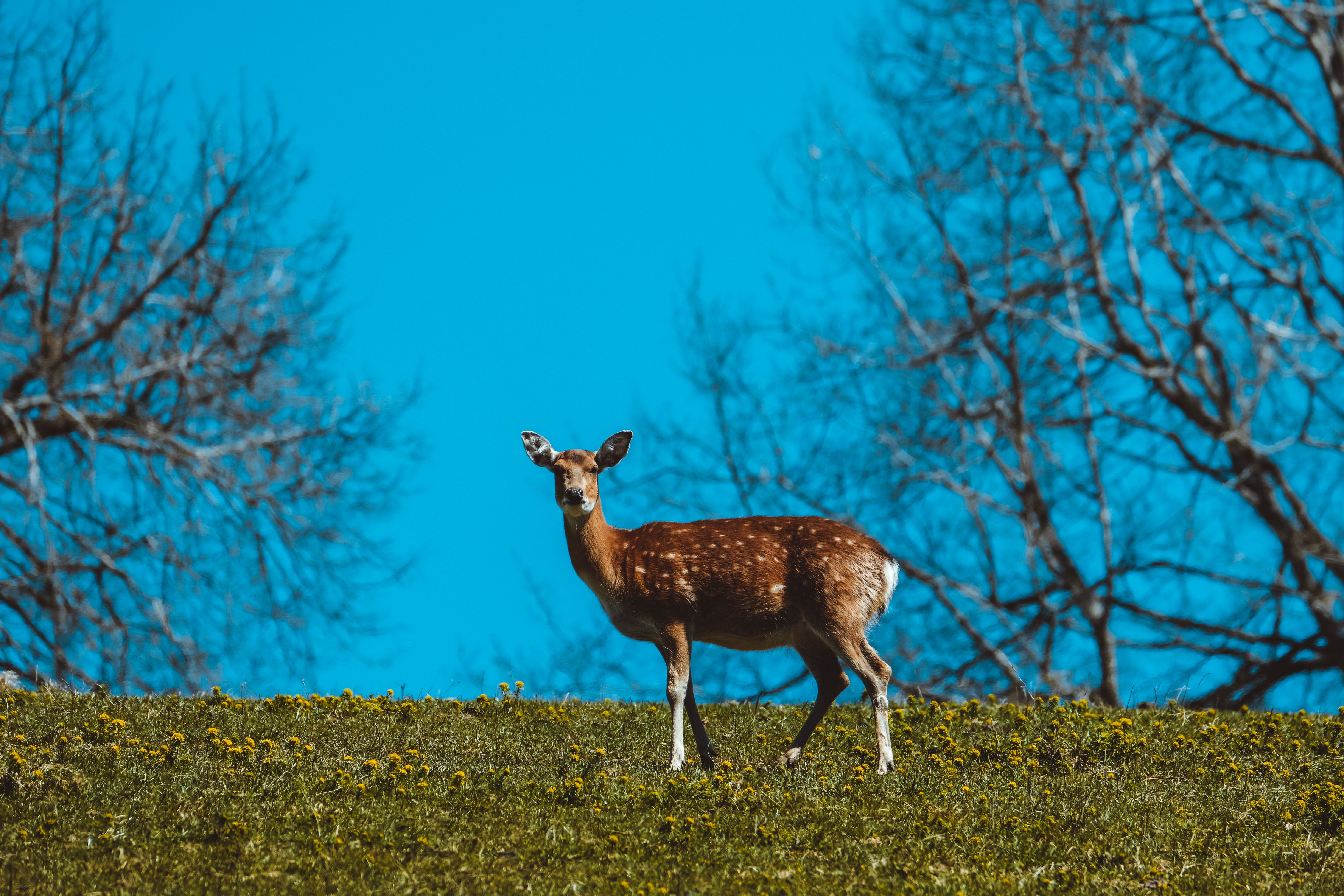 Wild Hokkaido Sika deer in nature